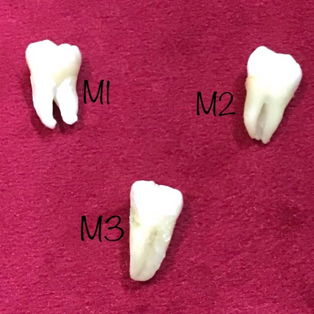 Gigi Molar Bawah / Gigi Praktikum Gigi Asli Manusia
