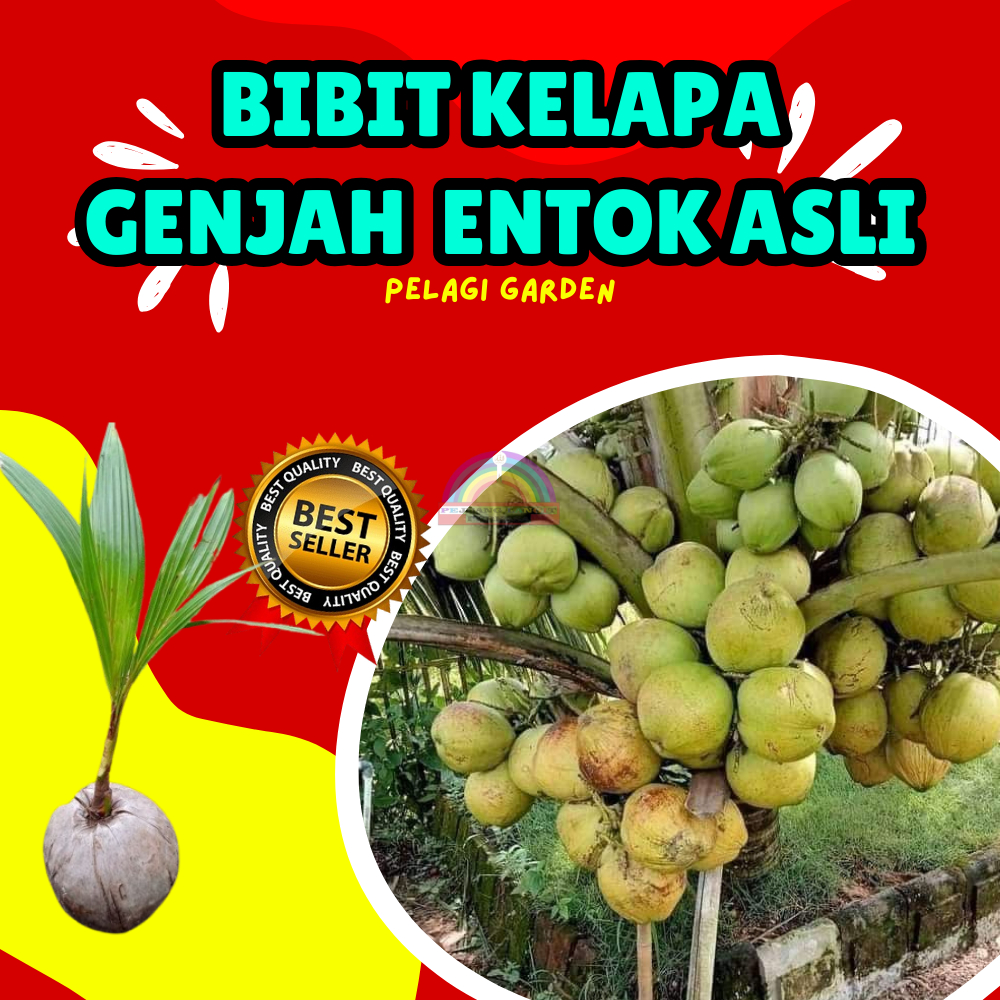 KUALITAS TERBAIK  Bibit Kelapa Genjah Entok Asli Kebumen, Bibit Kelapa Genjah Entok Hijau
