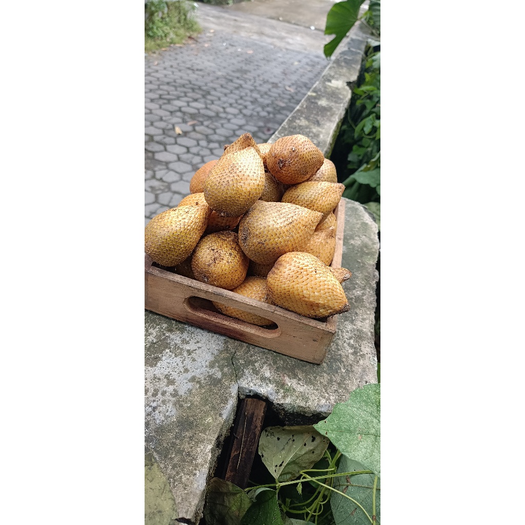 

salak gading khas sleman