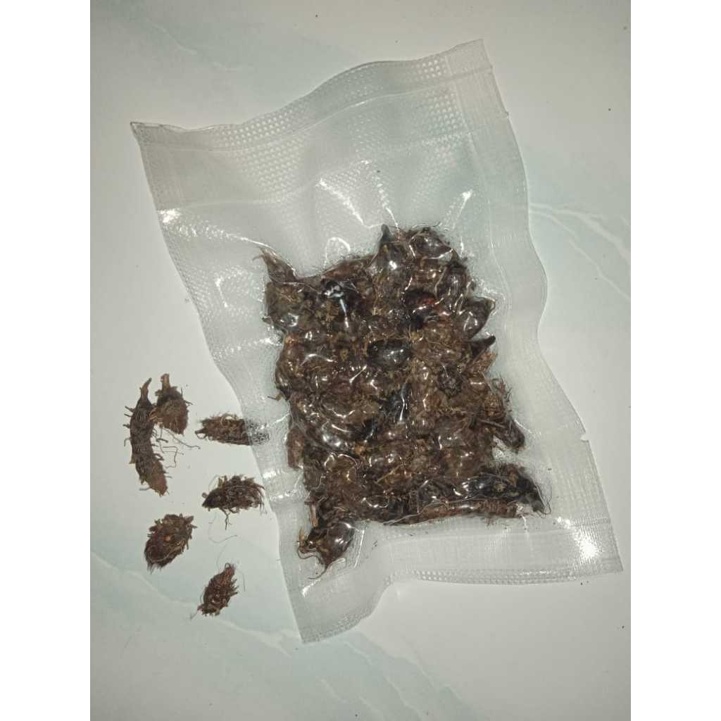 

Umbi Rumput Teki 50 GRAM – Solusi Herbal untuk Menstruasi, Pencernaan, & Kulit Halus!