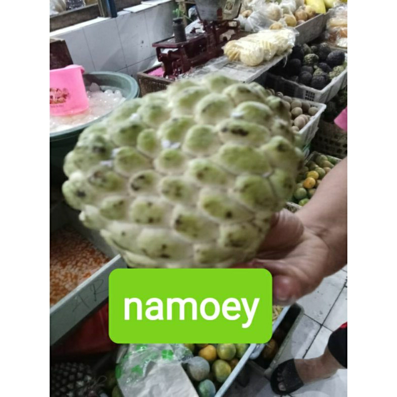 

BUAH SRIKAYA RATU JUMBO SEGAR