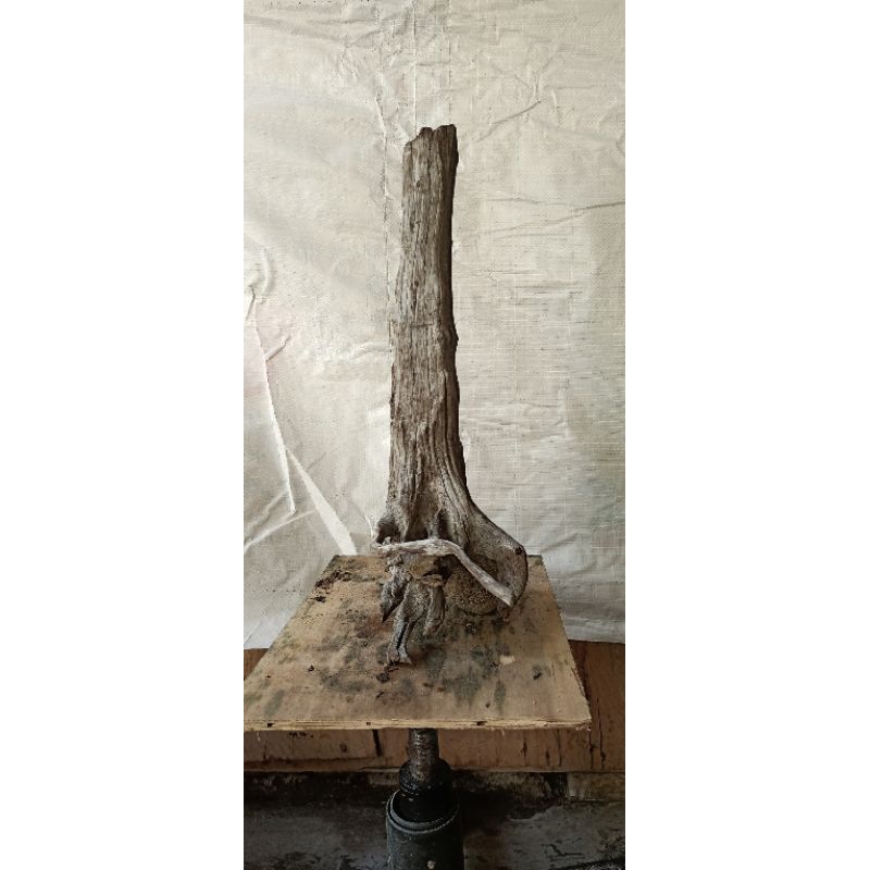 KAYU SANTIGI AQUASCAPE