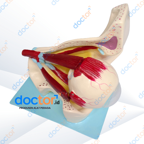 

[doctor] Torso Anatomi Mata Manusia-Alat Peraga Pendidikan/Edukasi