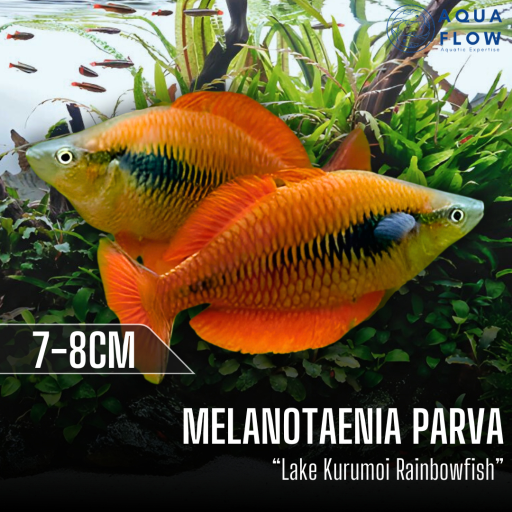Ikan Rainbow Melanotaenia Parva "Lake Kurumoi" 7-8cm / ikan hias / rainbowfish / aquascape