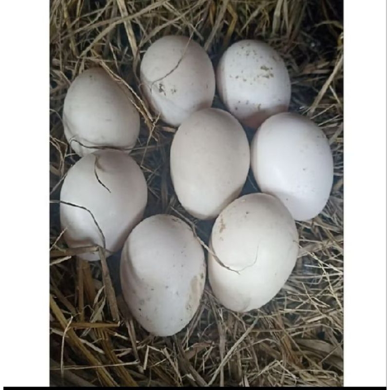 

TELUR ENTOK/MENTOK RAMBON FERTIL UNTUK DI TETASKAN DAYA TETAS 98℅.PAKET 10 BUTIR