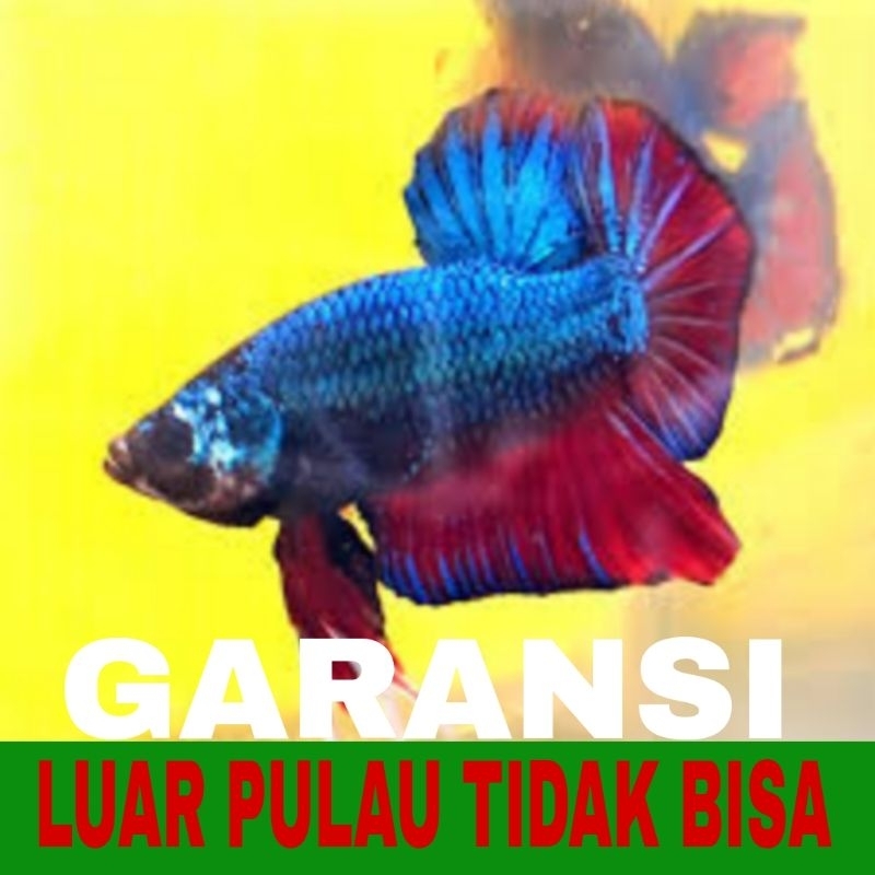 ikan cupang plakat dragon isi 10