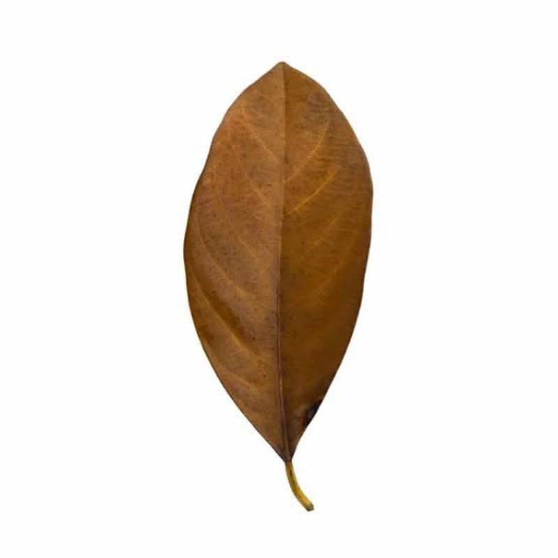 

daun nangka kering per 50 lembar