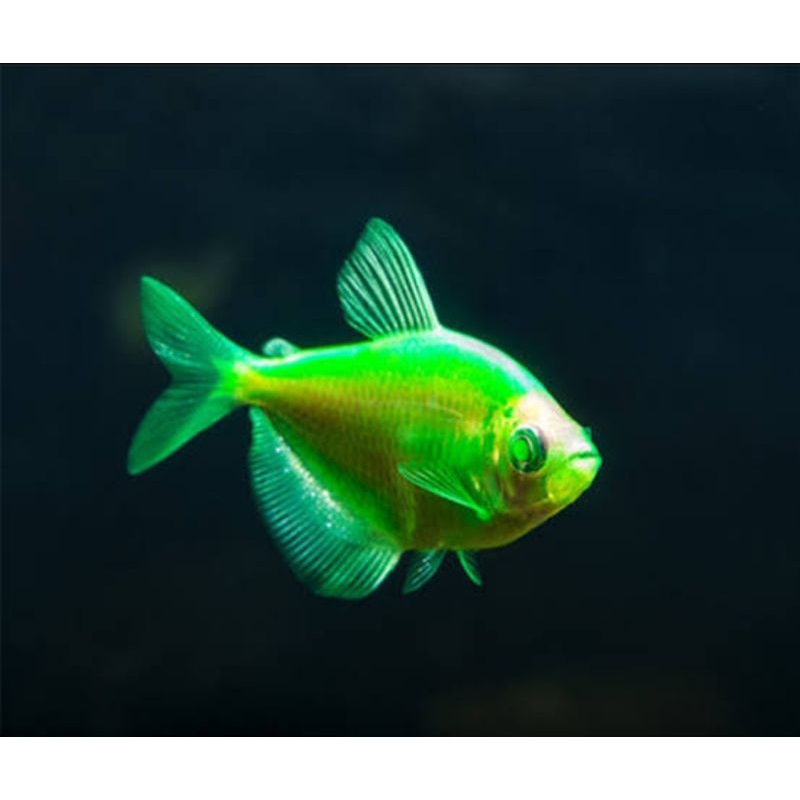 

sticker glow fish green