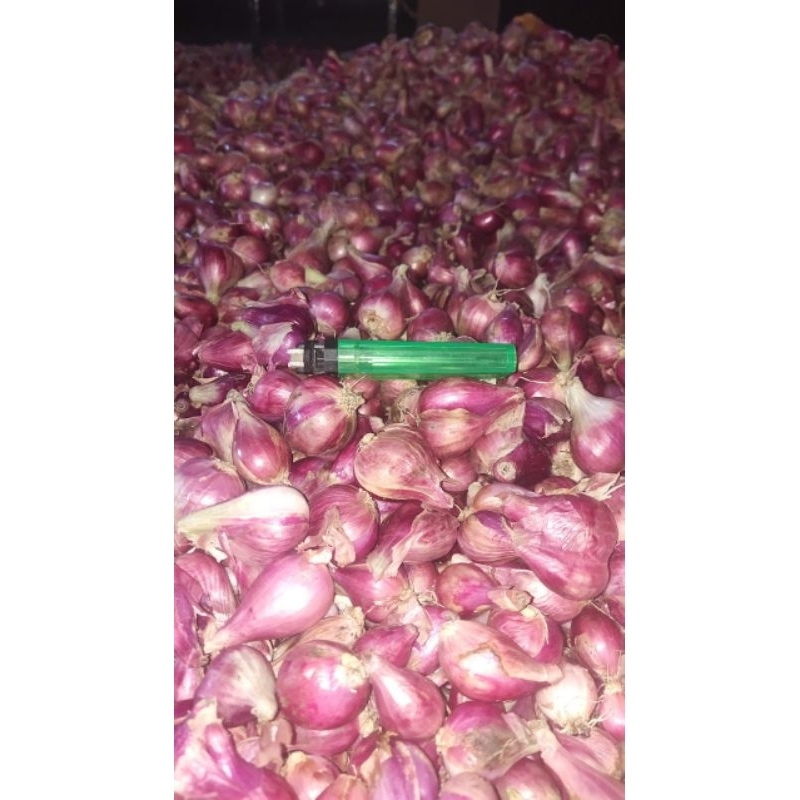 

terlaris brmabng bawang merah murah