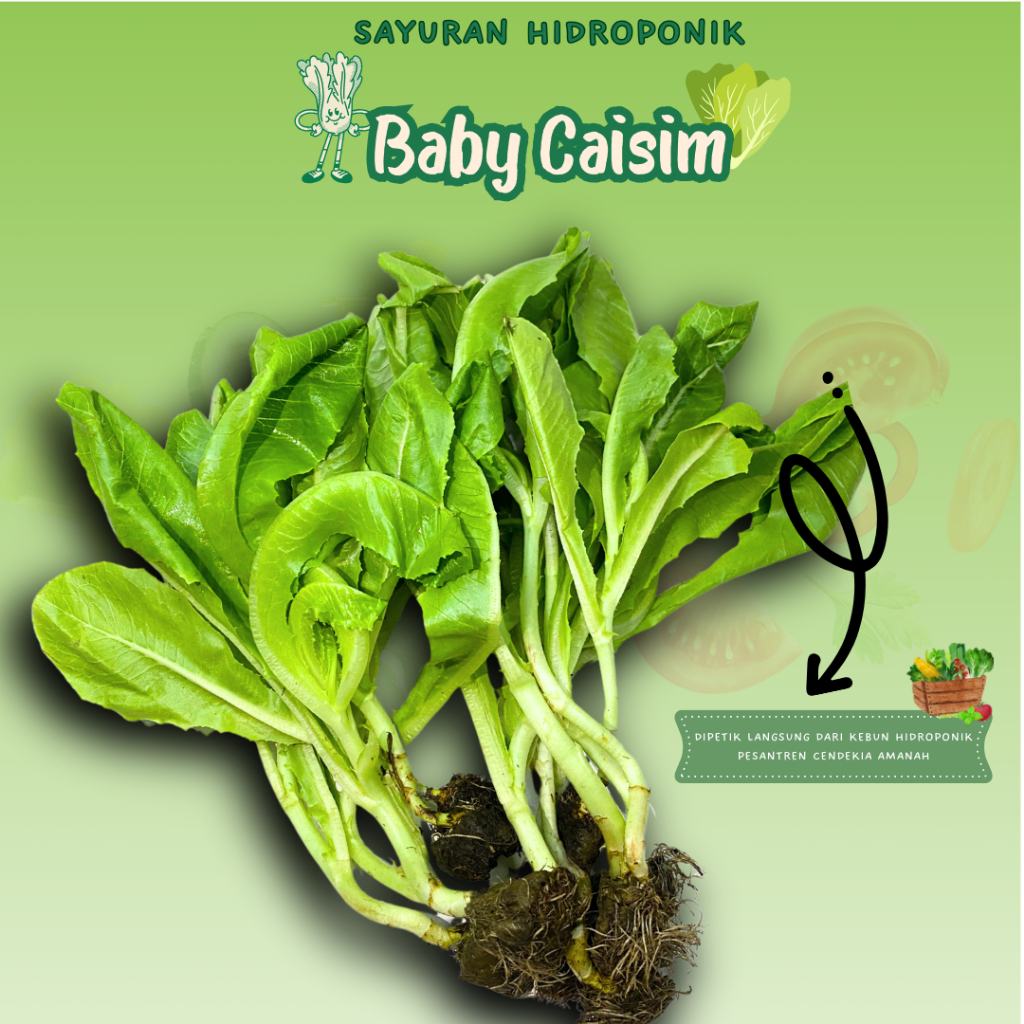 

Baby Caisim/Sayuran Hidroponik Fresh/200gr/PCA/Pengiriman Instant/Dipetik Langsung