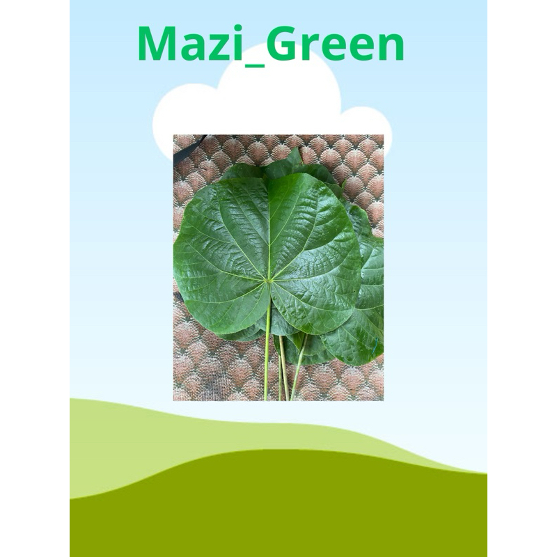 

Daun waru segar petik dadakan 250gram