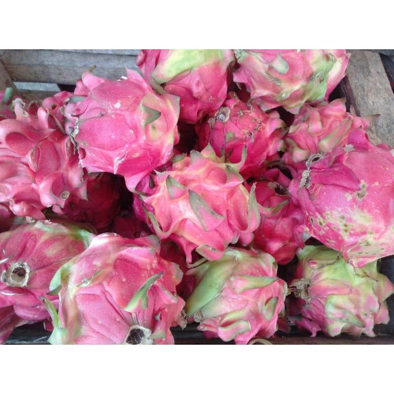 

DRAGON FRUITS / BUAH NAGA MERAH