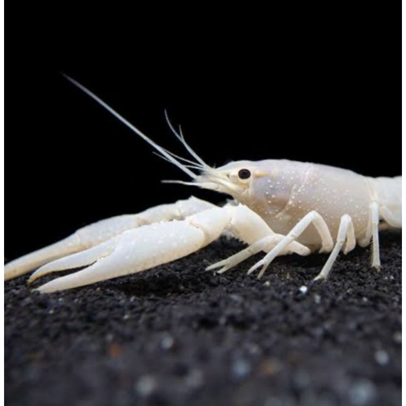 Lobster hias white pearl putih air tawar snow lobsters aquarium tankmate hiasan aquascape hias repli