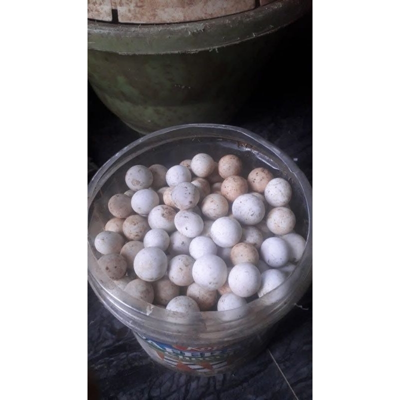 TELUR BULUS / LABI LABI siap tetas/10butir