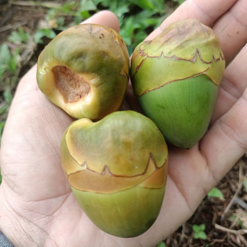 

Beluluk Kelapa / Tembuluk Kelapa Segar 5 Biji