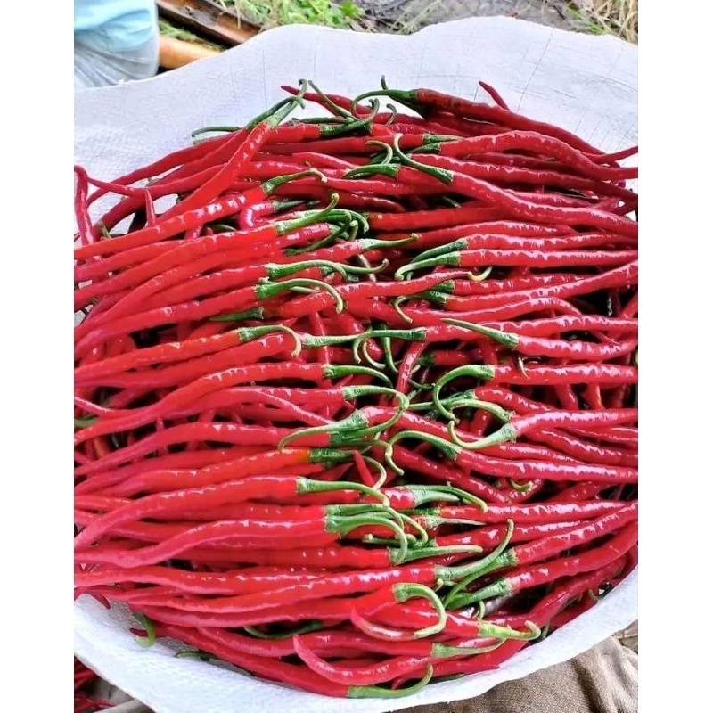 

CABE MERAH KERITING
