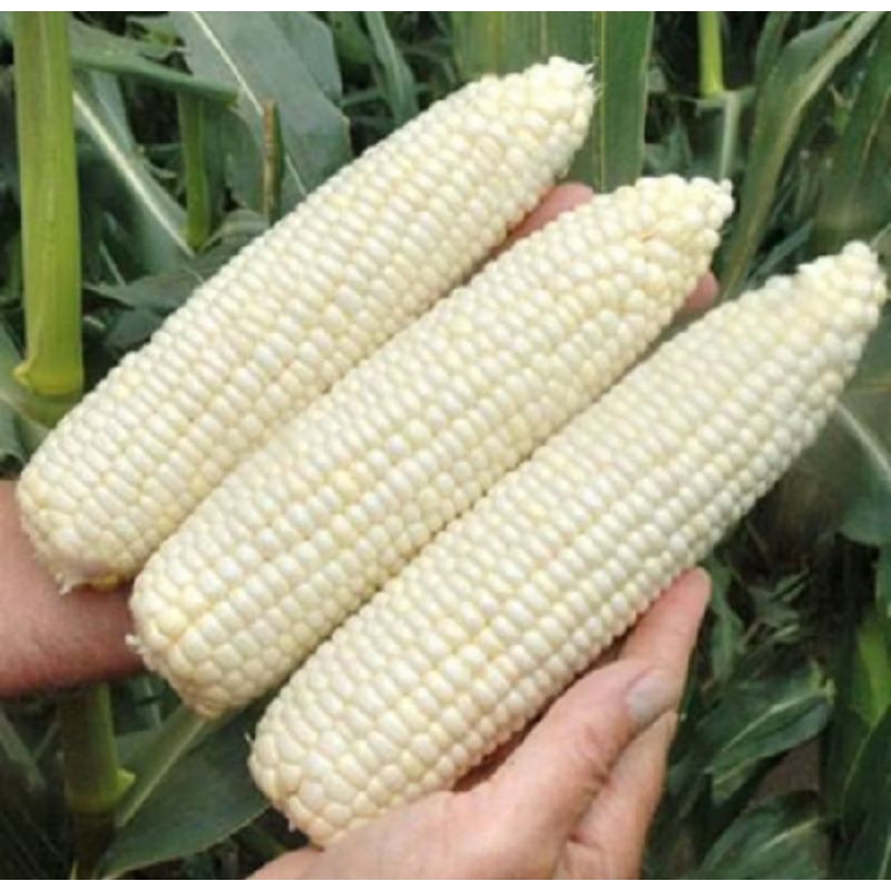 BENIH JAGUNG PUTIH PULUT KETAN MANIS 1KG