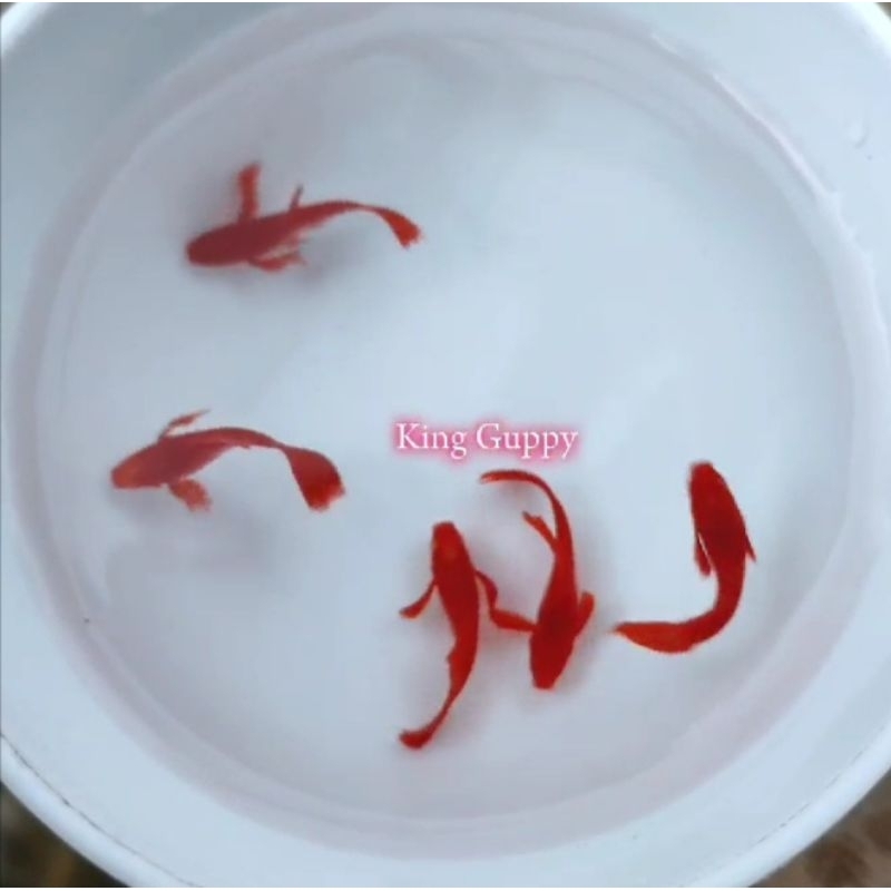 hiasan akuarium 4 PASANG INDUK GUPPY AFR RED EAR