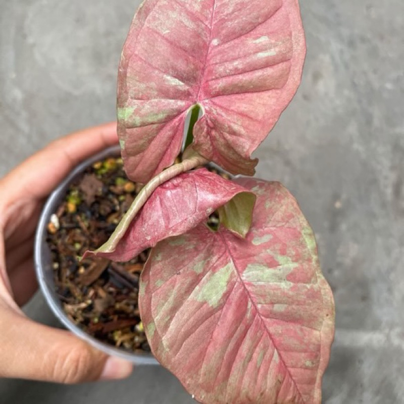 Syngonium Pink Candy