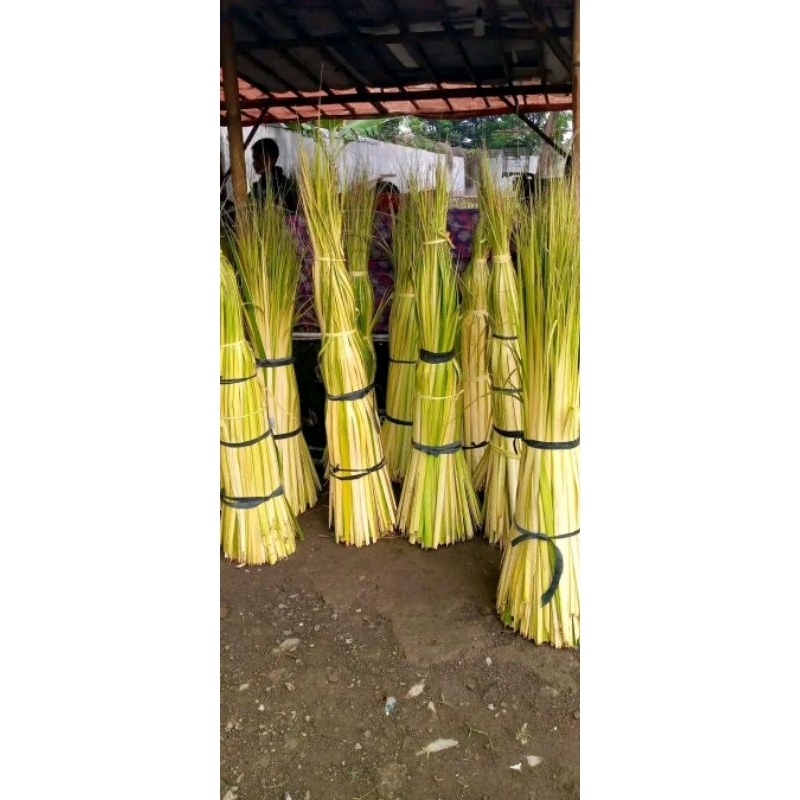 

janur kelapa,janur kuning fresh segar 100 lembar