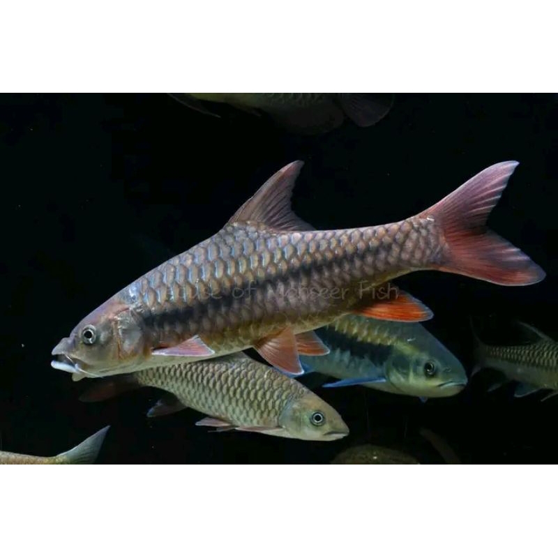 Masheer Tor Sinensis 4-6cm import