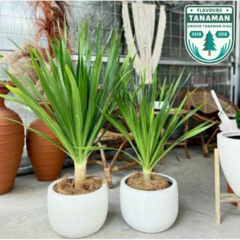 TANAMAN HIAS INDOORS PANDAN BALI - POHON PANDAN BALI BATANG BESAR