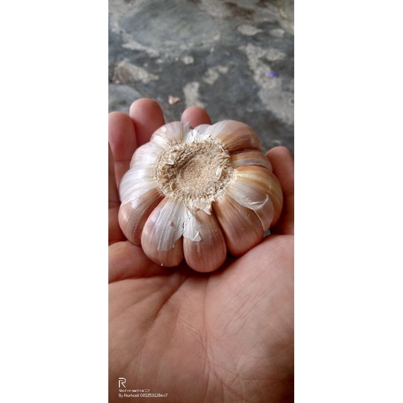 

bawang putih murah 1 kg