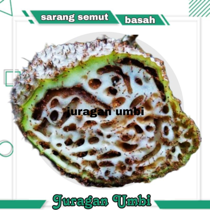 

sarang semuat merah papua asli 250 gram