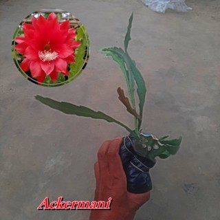 WIJAYA KUSUMA ACKERMANI bibit bunga wijaya kusuma import TANAMAN HERBAL wijaya kusuma bangkok WIJAYA