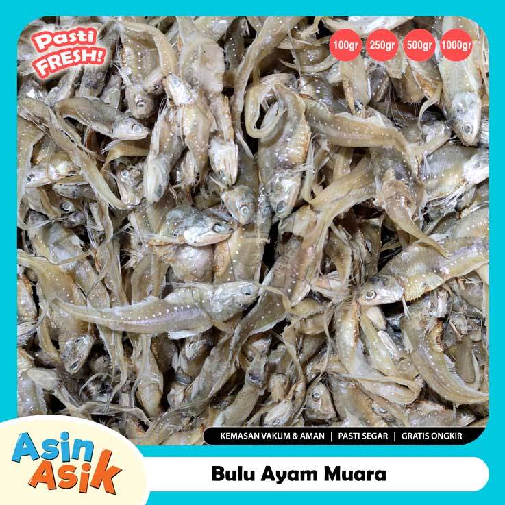 

Ikan Asin Bulu Ayam Muara Premium Kualitas Super Segar Fresh
