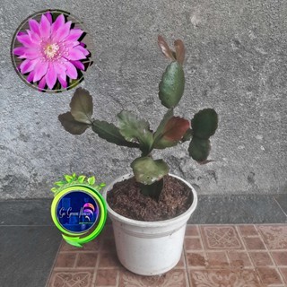 WIJAYA KUSUMA CALIFORNIA DREAM bibit bunga wijaya kusuma import TANAMAN HERBAL wijaya kusuma keris W