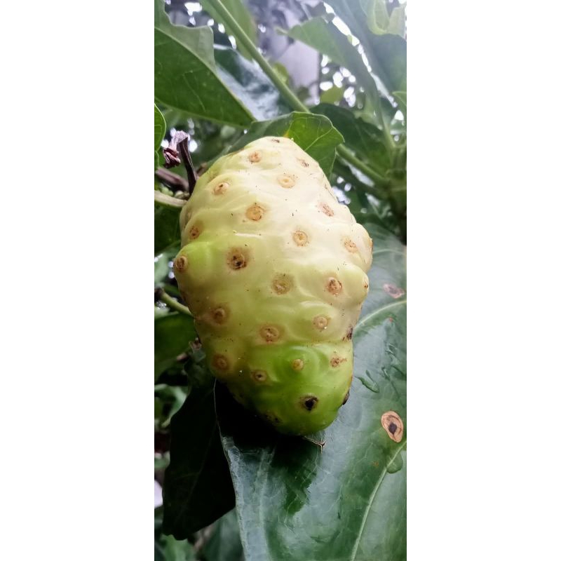 

Buah mengkudu herbal segar spesial(500 gram/kemasan)