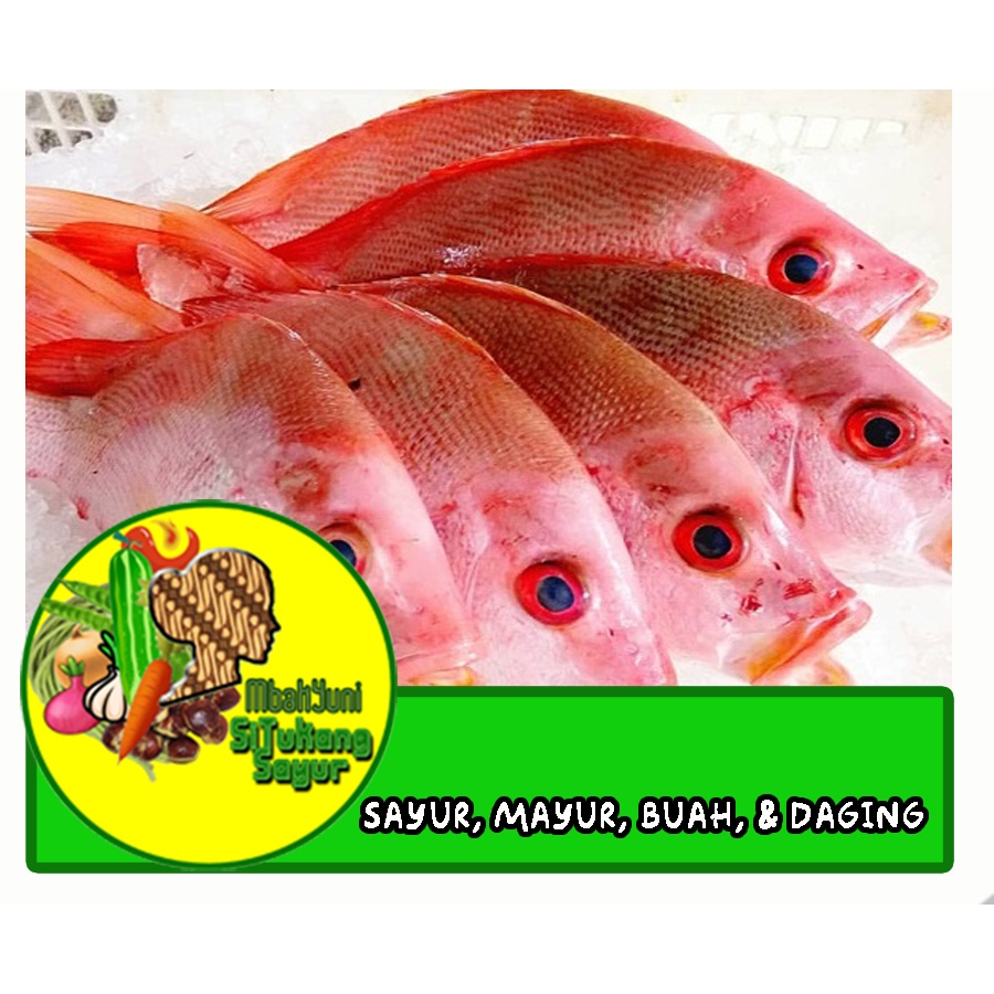 

Ikan Kakap Merah Bumbu Kuning Ungkep 1kg