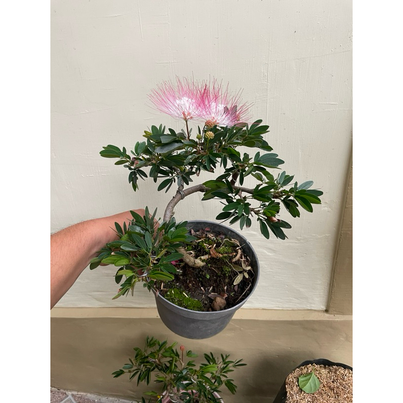 Bonsai Suriname Kaliandra