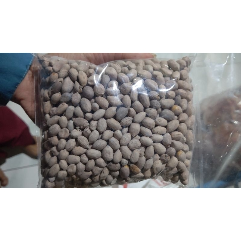 

Kacang Open Jepara ORI