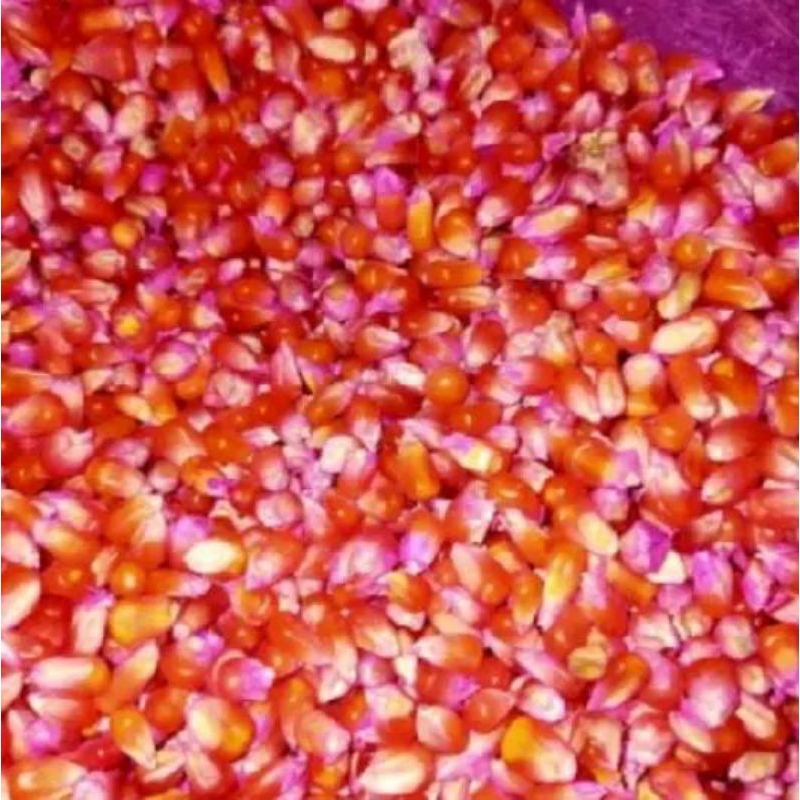 

PROMO JAGUNG KRISTAL/UNYIL SUPER 3KG TERMURAH DAN TERLARIS