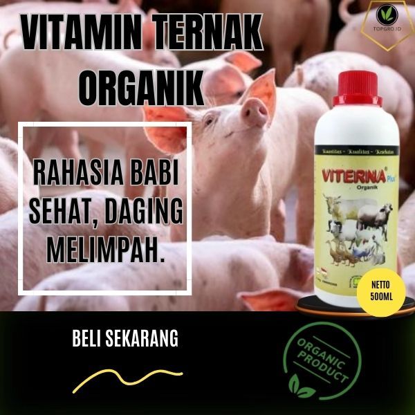 Vitamin Babi / Vitamin Pertumbuhan Ternak Babi / Vitamin Penggemuk Babi / Babi Cepat Besar / Ampuh