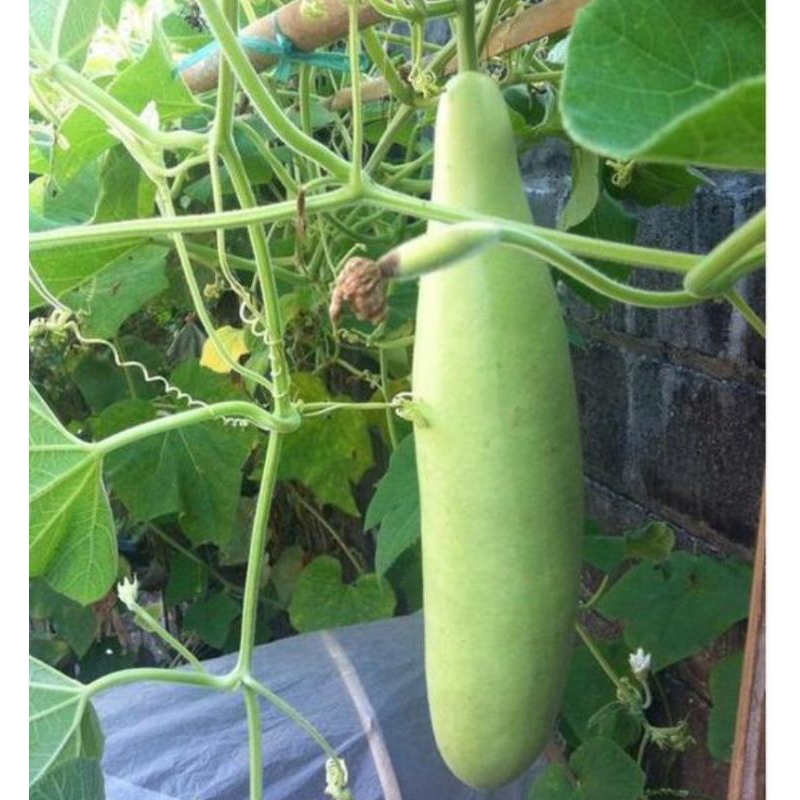 

TOKO RZ Bibit Benih Unggul Labu Air (5 biji)