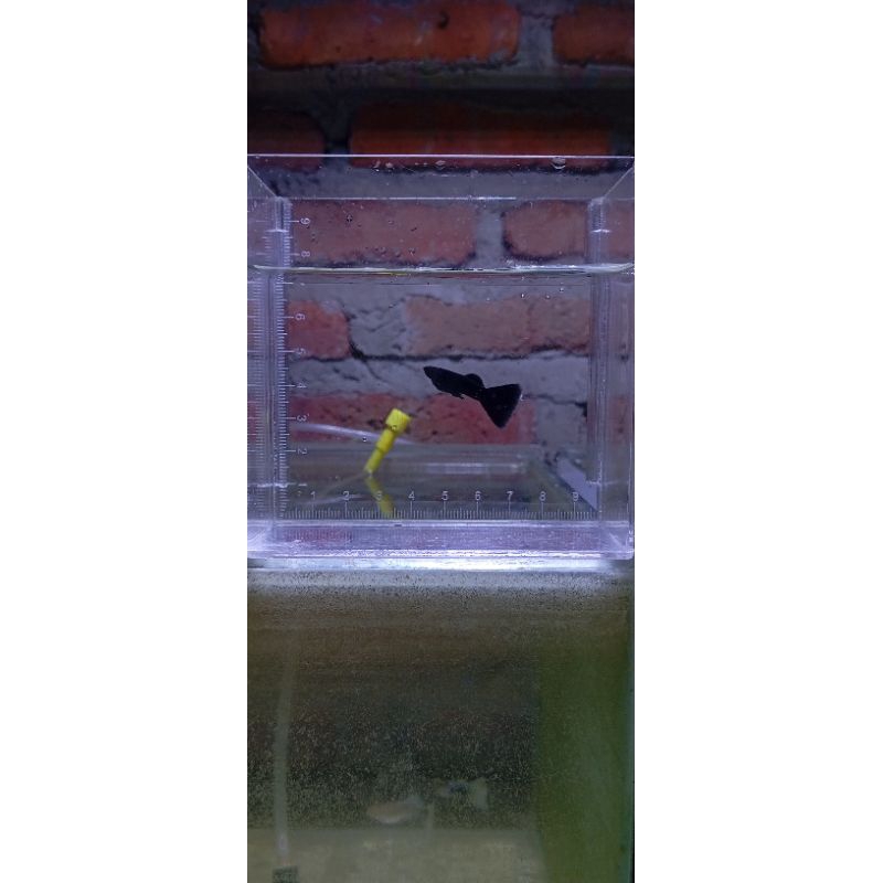 Gambar Guppy black Moscow/Full black Grade A