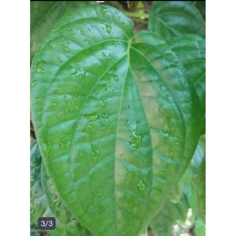 

DAUN SIRIH HIJAU SEGAR
