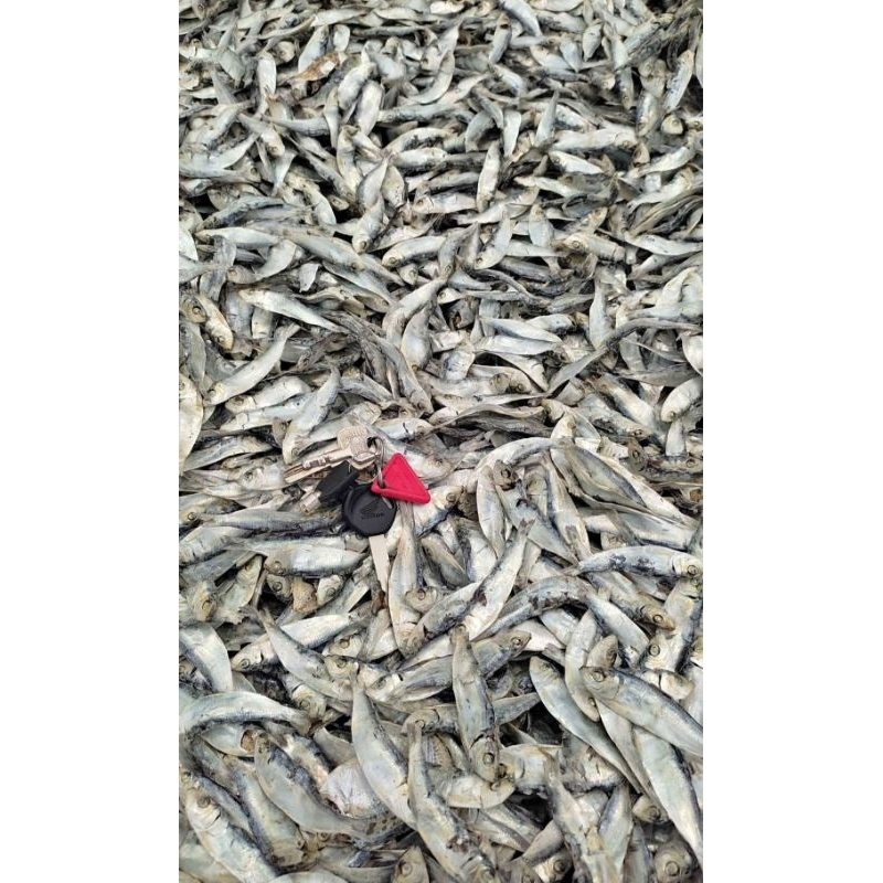 

Tanjan Rebus 1 KG (1000 gram )