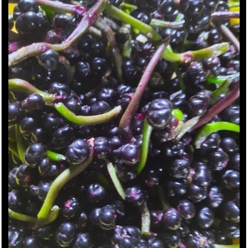 

Buah angkung segar organik obat struk 200 biji