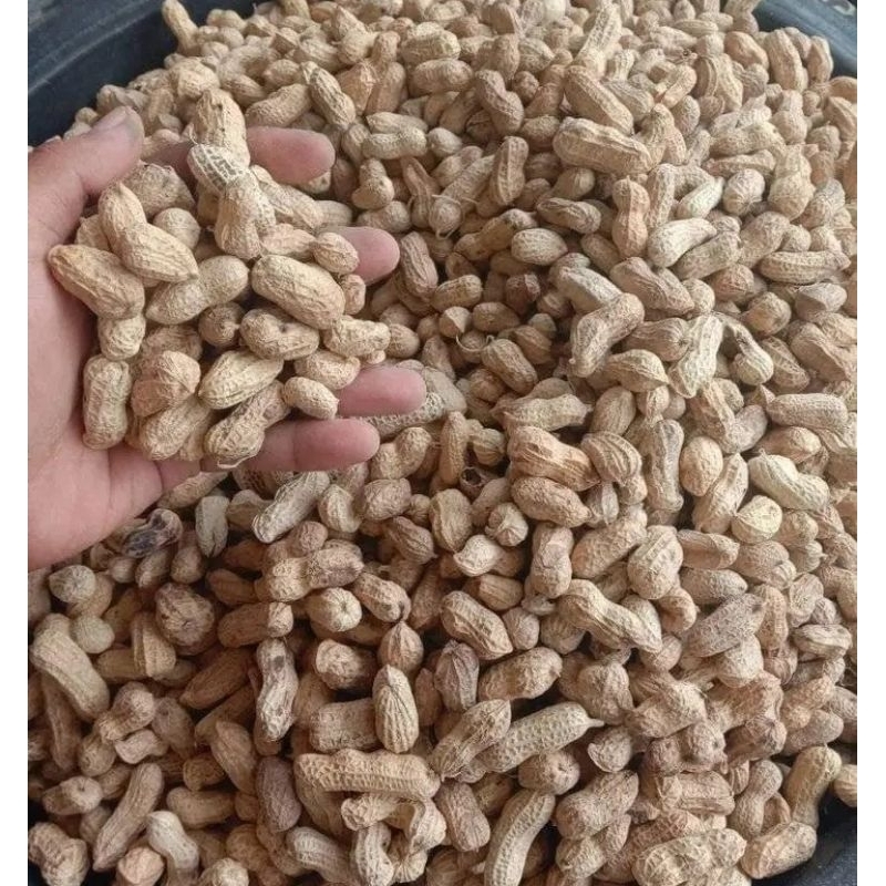 

kacang kulit oven gurih