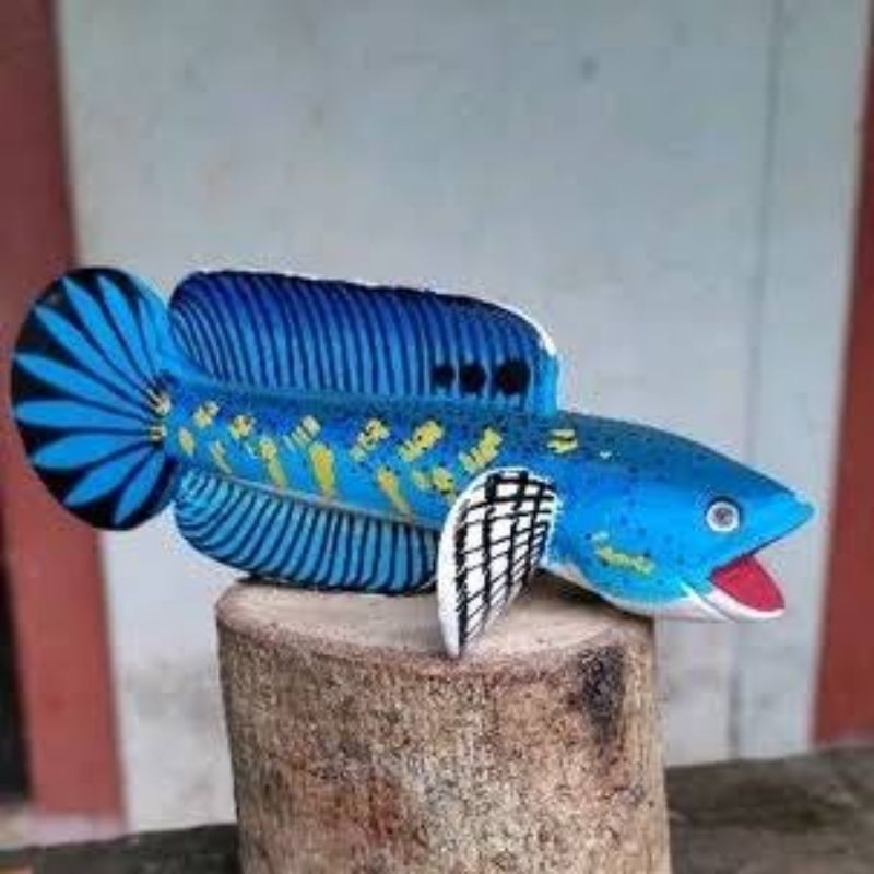 Plat Blue pulcra single tank 10-12 cm