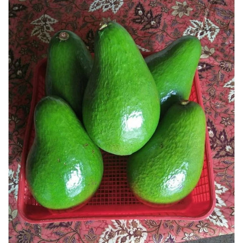 

Alpukat Mentega Premium