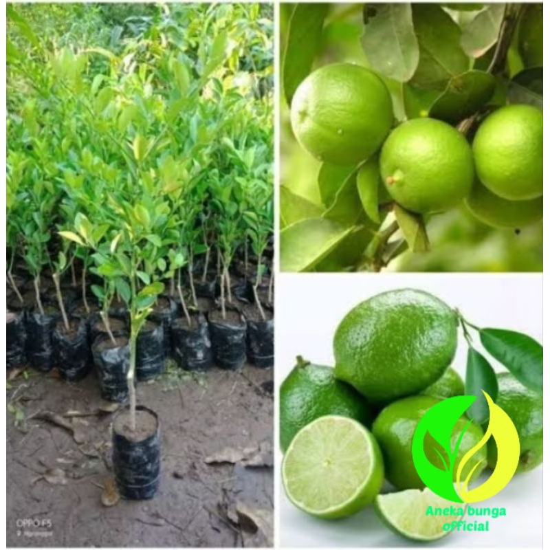 Pohon jeruk nipis sudah okulasi cepet berbuah / tanaman jeruk nipis okulasi