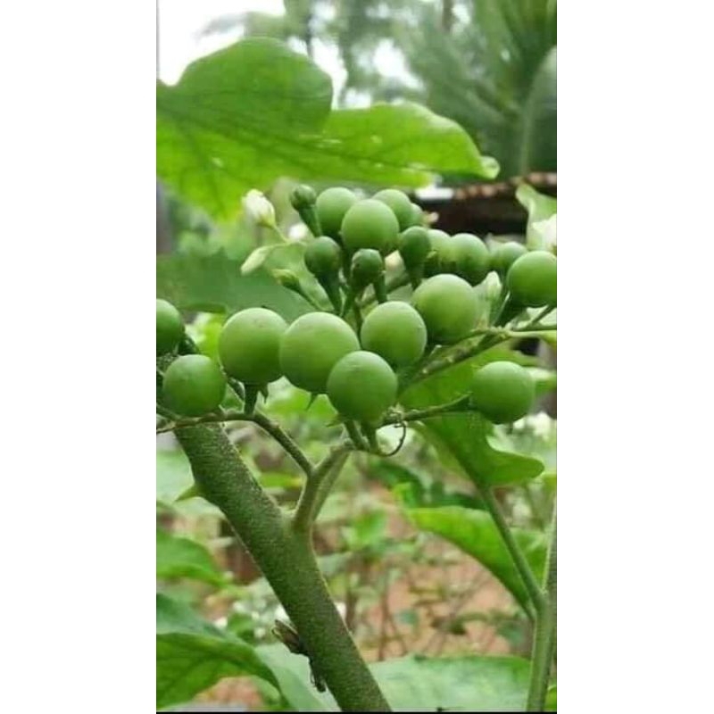 

buah cepokak segar fresh 500g