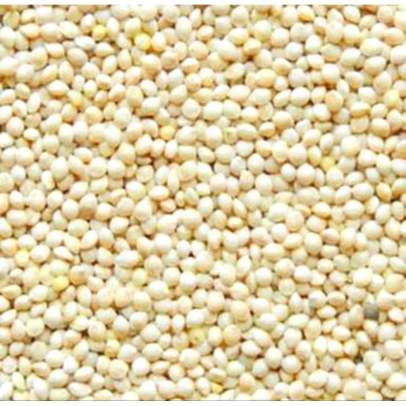 Milet putih 1 kg pakan perkutut, Lovebird, derkuku , merpati