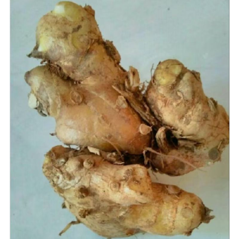 

terbaik bangke/panglai 1kg herbal alami