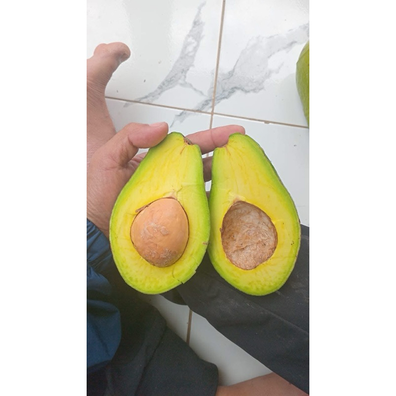 

Buah Alpukat Mentah Tua Super Fres Ukuran Kecil 1Kg Isi 567 Buah